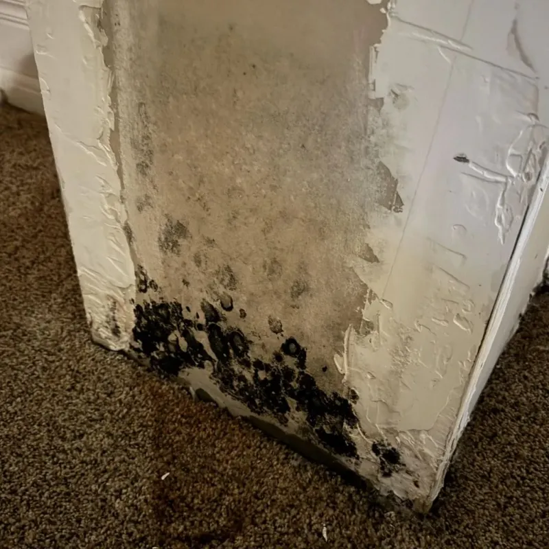 Professional Mold Removal in Cornelius, NC